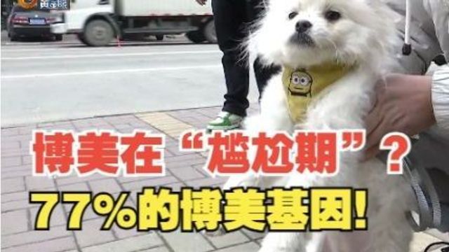 【1818黄金眼】“怀疑博美是串串”后续:77%的博美基因