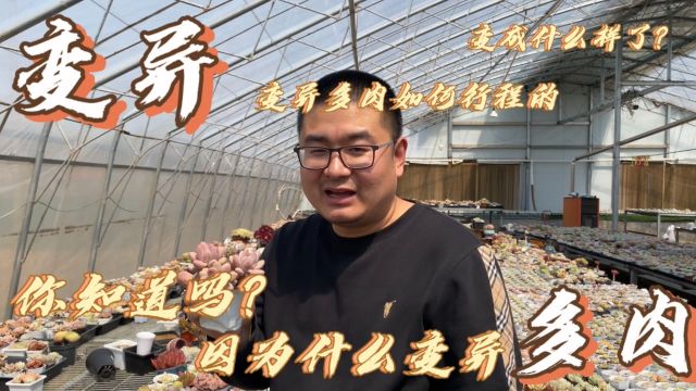 多肉变异,小帅养殖的多肉变异了,到底是怎么回事呢?