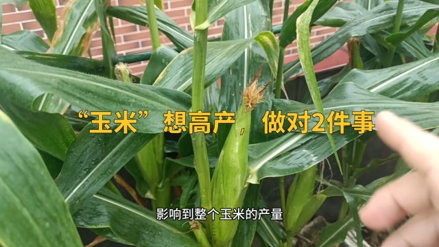 “玉米”想高产,做对2件事