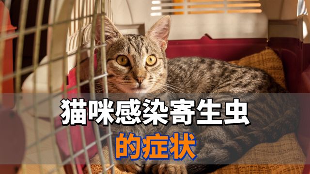 猫咪感染寄生虫的症状