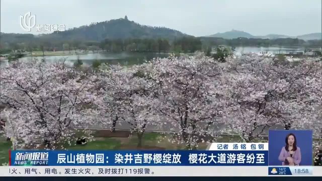 辰山植物园:染井吉野樱绽放 樱花大道游客纷至