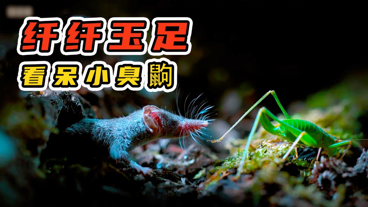蚂蚱因穿"绿色丝袜",把臭鼩迷的神魂颠倒,超级搞笑动物纪录片