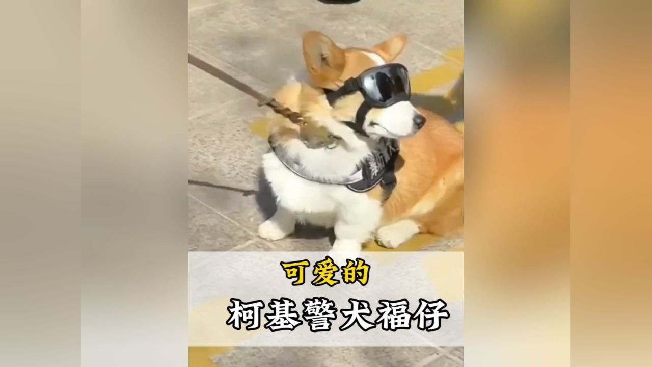 没想到柯基都能当警犬,那我家哈士奇是不是也有希望了