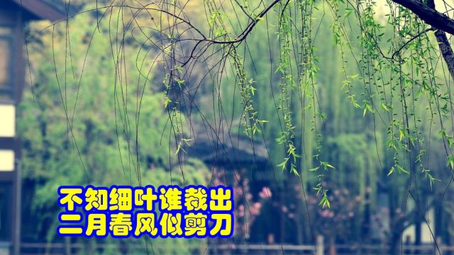 品鉴唐诗 不知细叶谁裁出 二月春风似剪刀 贺知章 《咏柳》