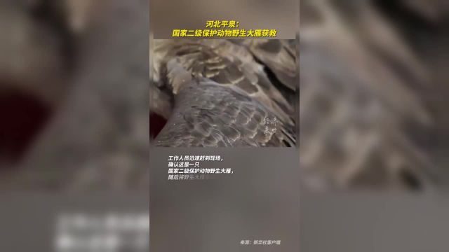 河北平泉:国家二级保护动物野生大雁获救.