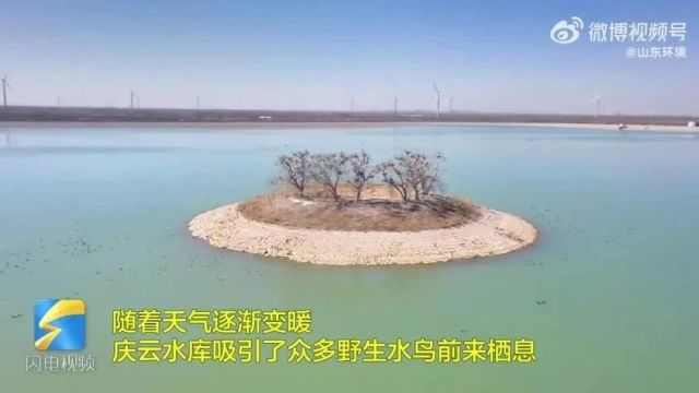 生物多样性保护 | 德州庆云:“美丽河湖”生态画卷 大批候鸟“打卡”