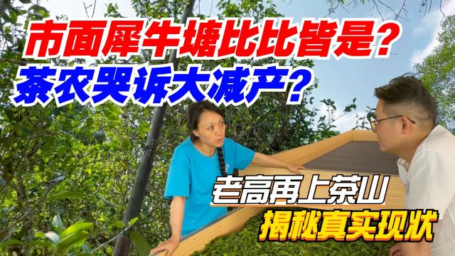 市面犀牛塘比比皆是?茶农哭诉大减产?老高再上茶山揭秘真实现状