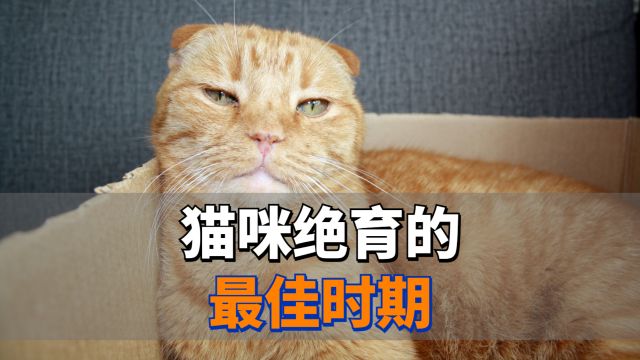 猫咪绝育的最佳时期,你知道吗?