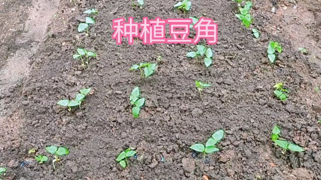 豆角的种植方法,从泡豆到地里生长,每一步都有讲究