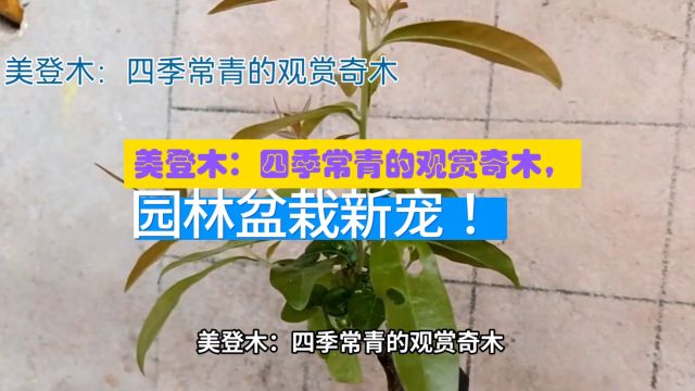 美登木:四季常青的观赏奇木,园林盆栽新宠!