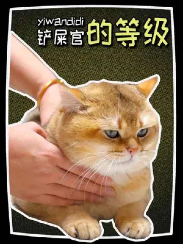 铲屎官的等级,看看你是哪个等级的吧 #新手养宠 #养猫人 #铲屎官的