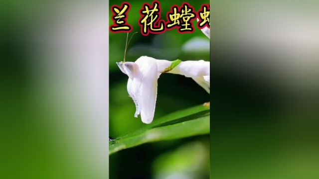 兰花螳螂!