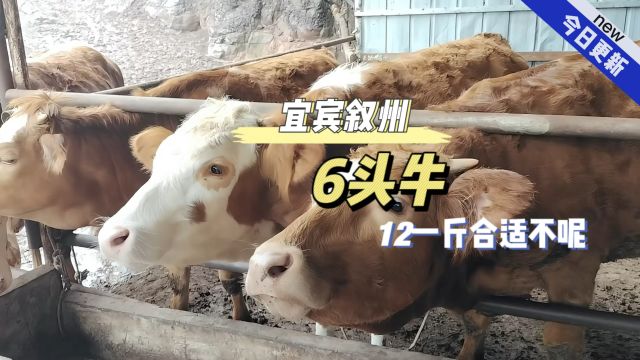 宜宾叙州6头土杂小母牛,养殖户要12一斤,一起看看这价钱合适不