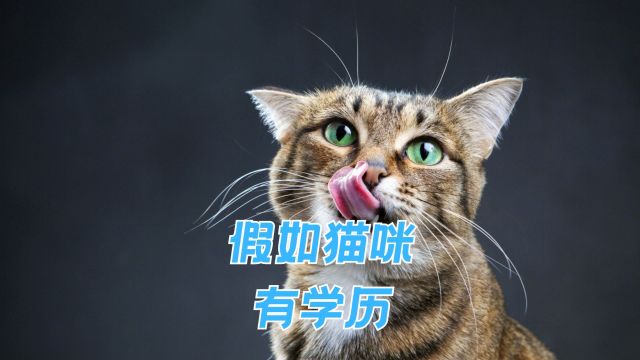 假如猫咪也有学历,看看你家猫咪在什么段位