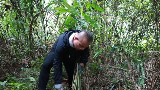 壮乡特有植物,多年生温姜,温中散寒能力更强,赶快看看你的家乡有吗?#植物科普