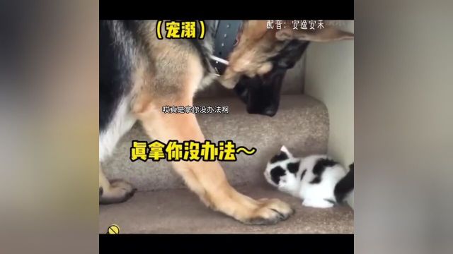 猫:轻点轻点,我的头要被夹爆了…#配音#cv安逸安禾