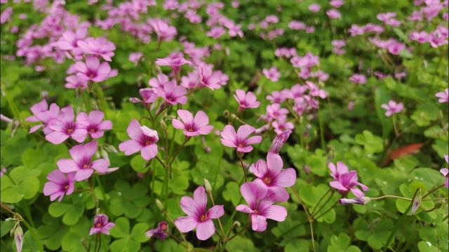 春满庐陵:邂逅红花酢浆草花海