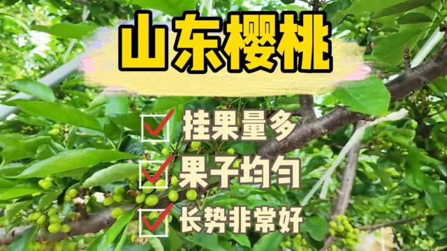 水溶肥一眼望去全是果,樱桃坐果率高、果子均匀,整体长势非常好,叶片油亮,山东樱桃用夫沃施采法特水溶肥系列.