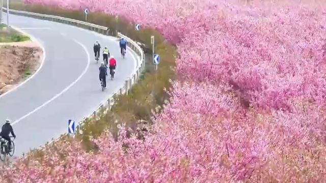 青岛西海岸新区大村镇:春日寻芳 与美景撞个满怀