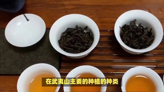 武夷奇兰:岩茶中的香韵佳品