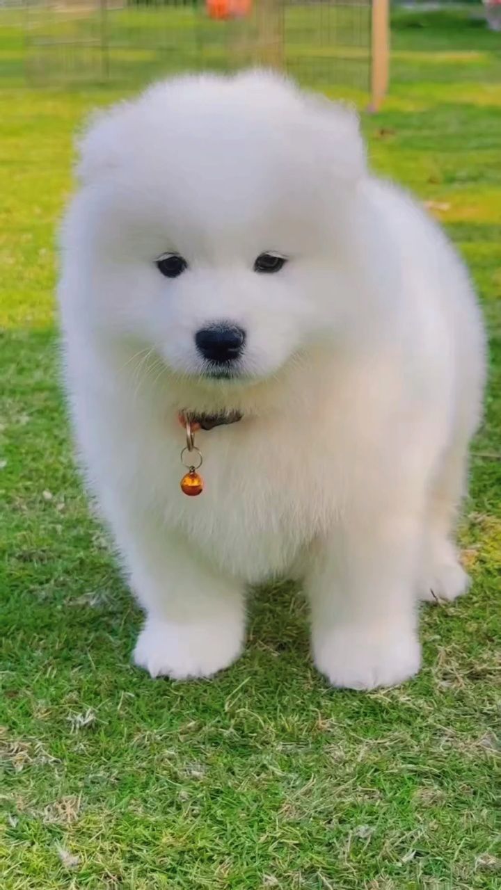 需要萨摩耶的可以联系我哟