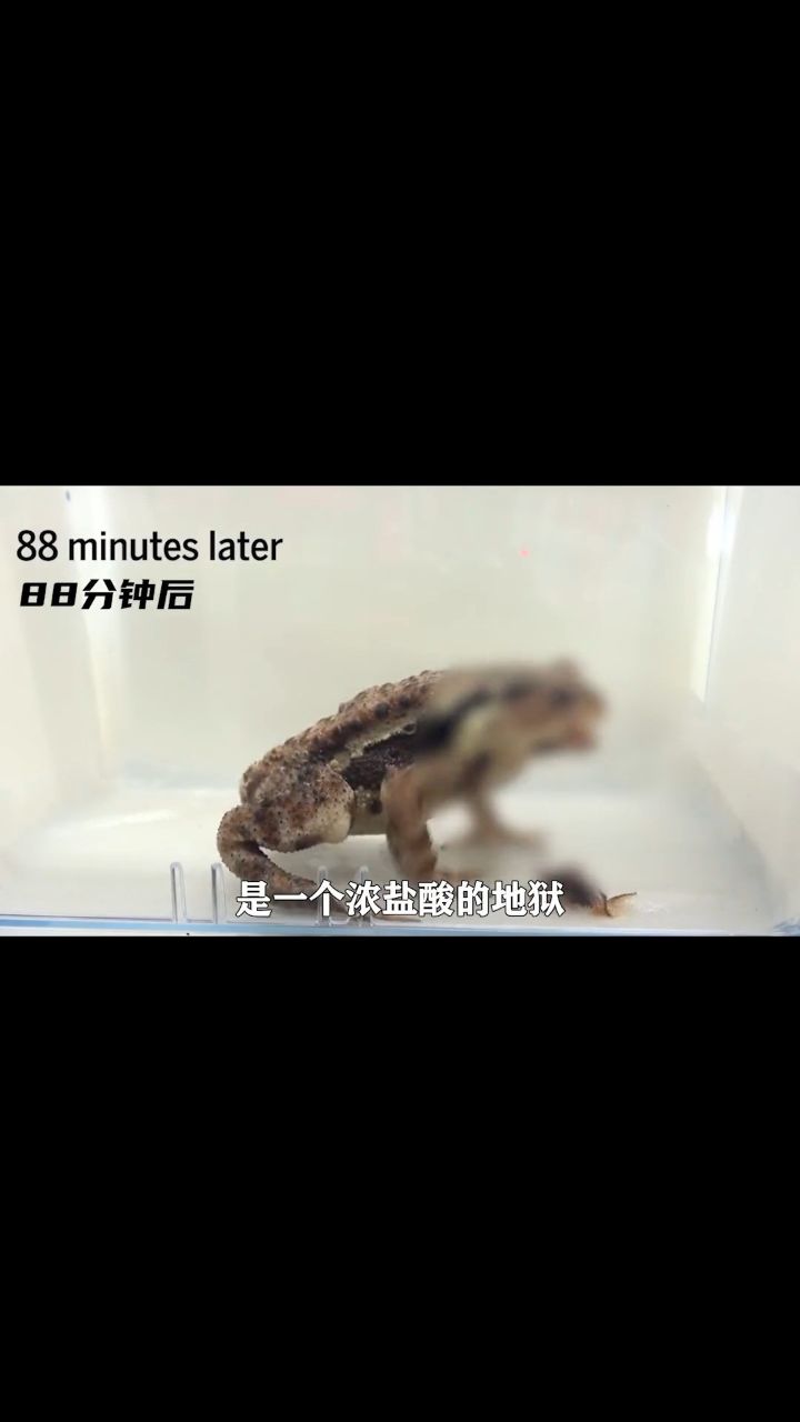 162. 无视进化论的炮弹虫 每秒钟发射500次3_3