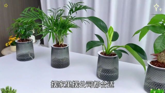 花卉绿植爱生活爱养花室内盆栽水培植物净化空气