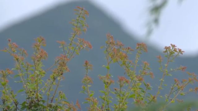 午后梁野山,雨雾缭绕山腰,美景如画令人陶醉