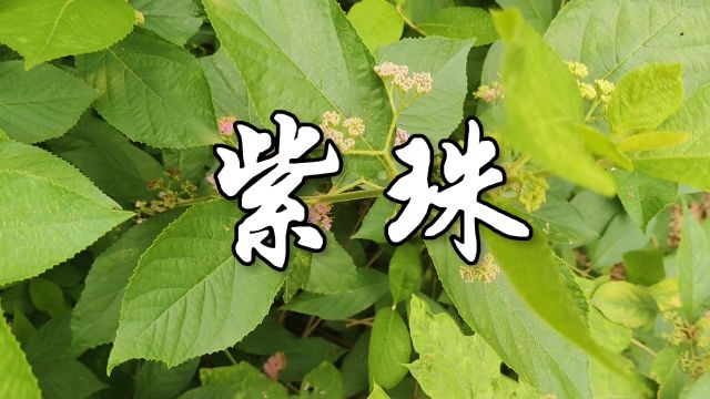 中草药——紫珠