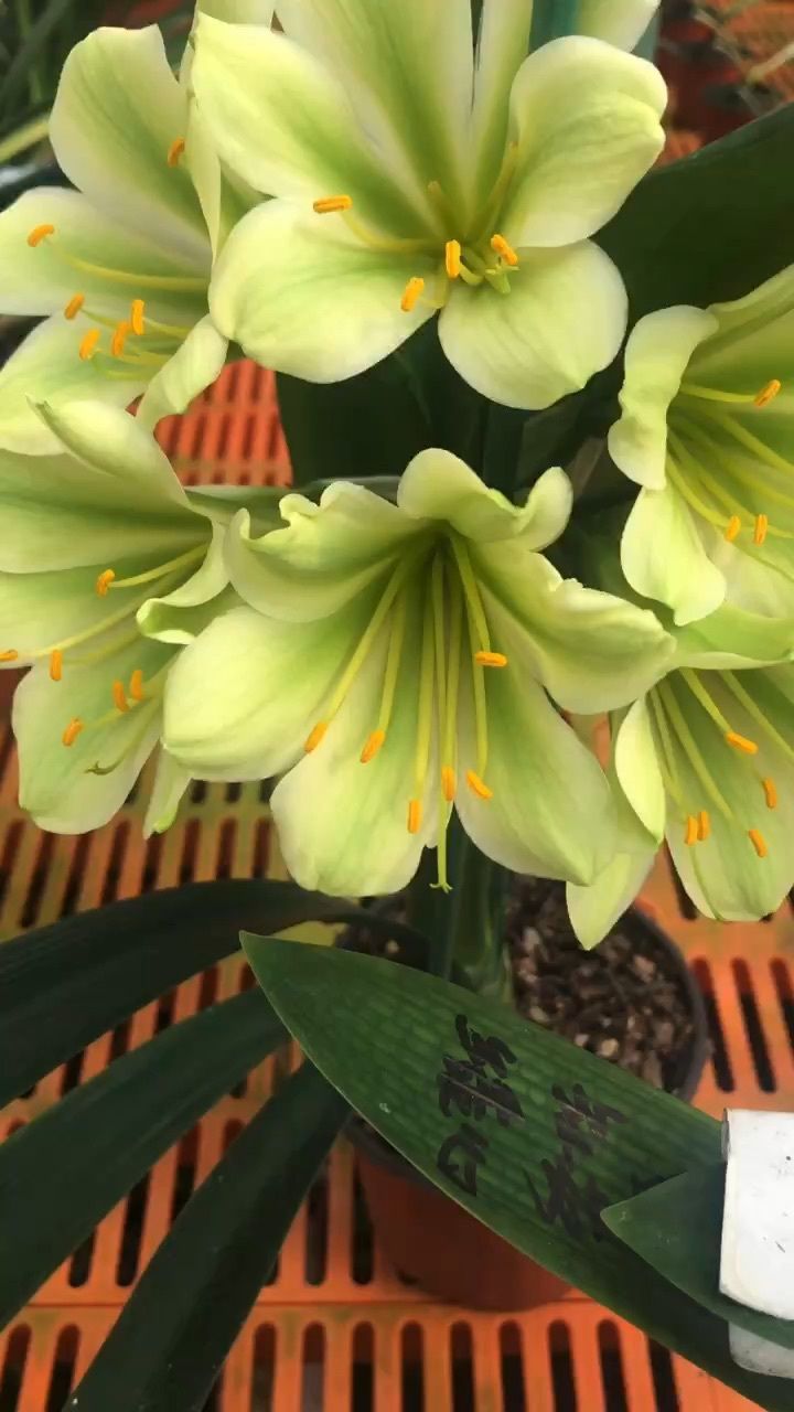 绿花君子兰