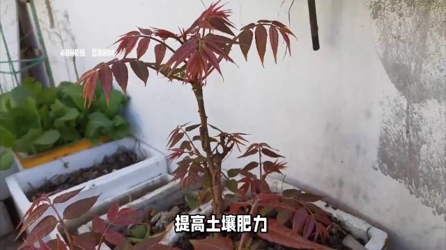 少女心爆棚!绝美香椿树让你家变仙境!