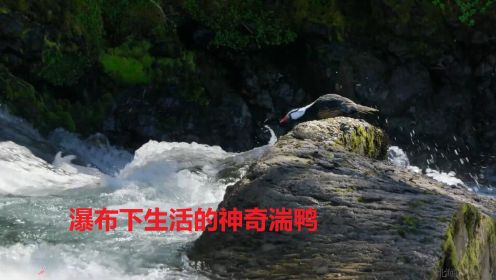 瀑布下生活的神奇湍鸭 