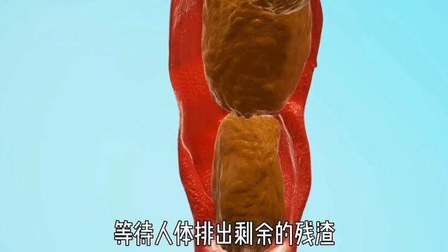 关键且复杂的消化系统