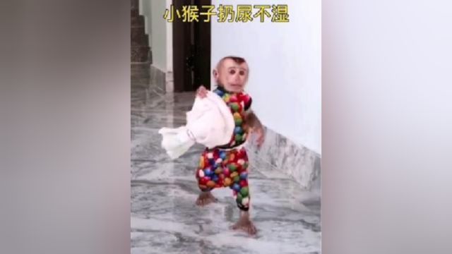 小猴子为妹妹扔尿不湿,真是一个难得的好猴