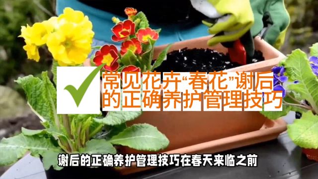 常见花卉“春花”谢后的正确养护管理技巧