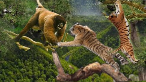 大错误老虎在树上与狒狒搏斗-野生动物2024大合集！#野生动物#动物百科#动物世界