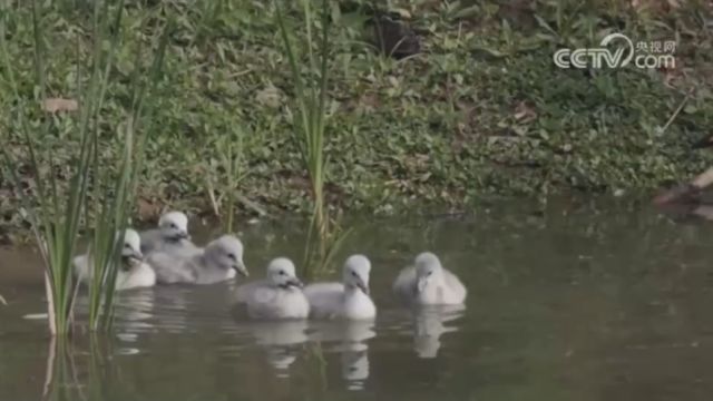 河南三门峡:野生大天鹅进入筑巢孵化期,大天鹅宝宝湿地公园里嬉戏玩耍