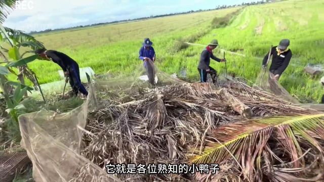 藏在田间地头的美食长尾兔,会游泳还会爬树,连皮带馅更美味