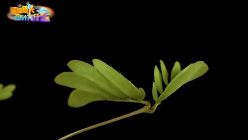 超级镜头：寻找奇怪的植物——为什么含羞草叶子这么害羞