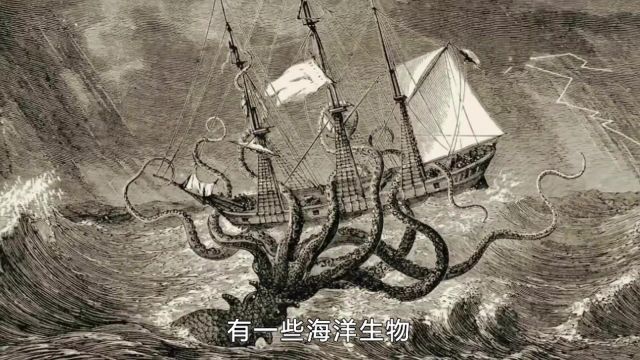 世界上的6种海洋动物,强悍的巨齿鲨究竟会被谁打败?