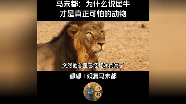 马未都:为什么说犀牛才是真正可怕的动物