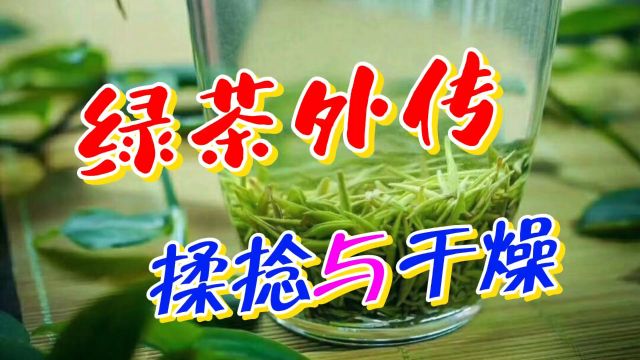 茶叶外传:绿茶的揉捻与干燥工艺