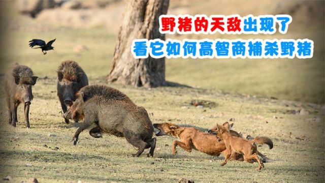 野猪的天敌出现了,吃野猪如同吃辣条,看它如何高智商捕杀野猪