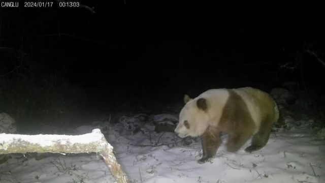 陕西长青国家级自然保护区时隔6年再拍棕色大熊猫