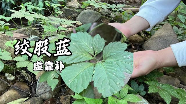 这植物厉害了,7叶的绞股蓝是“天花板”,认识了解一下