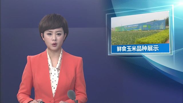 20240512昆明国际鲜食玉米品种展示会举行 促进科研成果转化应用