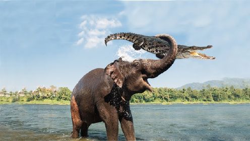 神奇的大象妈妈打败鳄鱼拯救了她的孩子-动物拯救动物！#动物世界#野生动物#非洲大草原