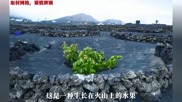 我们常吃的一种水果,没想到在火山上也能种出来