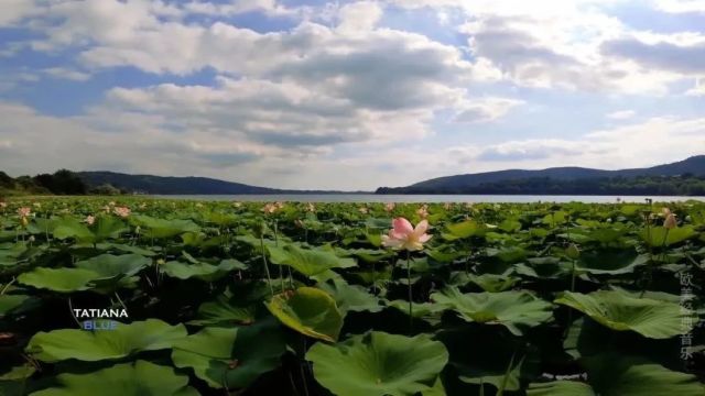 十分好听的钢琴曲《Summer》,开启你所有的美好