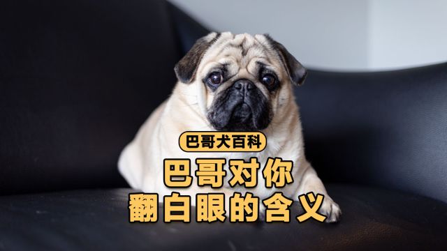 巴哥对着我翻白眼,它这是什么意思?